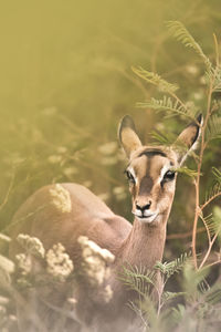 Portrait of an impala