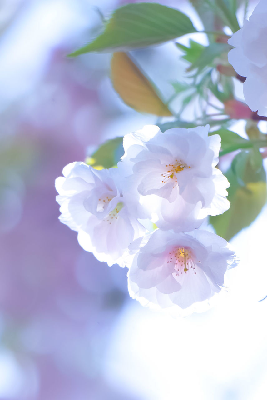 flowering plant, flower, plant, freshness, beauty in nature, petal, fragility, vulnerability, growth, close-up, flower head, inflorescence, blossom, nature, no people, springtime, white color, day, pollen, tree, outdoors, cherry blossom, purple, cherry tree
