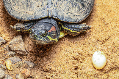 High angle view of turtle and its egg on sand