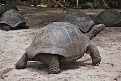 Close-up of a turtle in the field