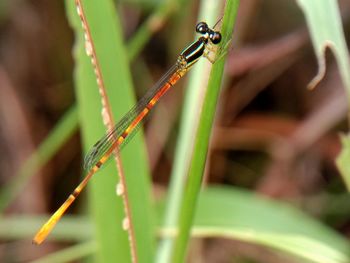 Close-up of insect on leaf