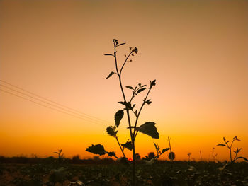 Silhouette plant on field against sky during sunset