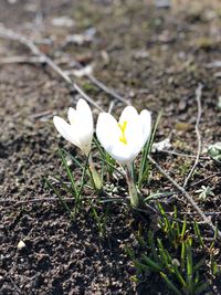 Close-up of white crocus flower on field