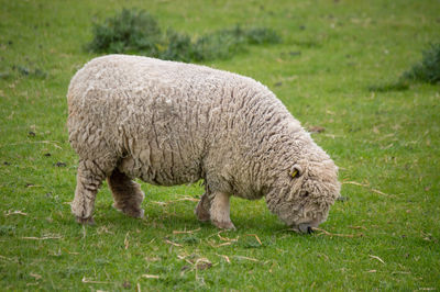 Woolly sheep