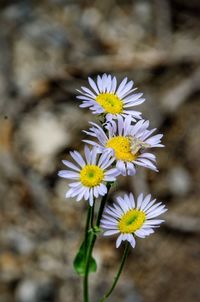 Close-up of white daisy flowers