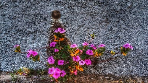 Close-up of pink flowers blooming outdoors