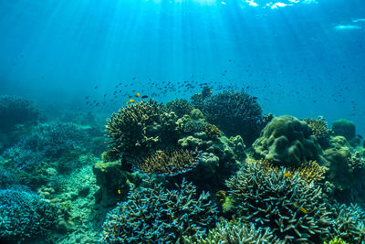 View of fish underwater