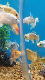 Close-up of fish swimming in aquarium