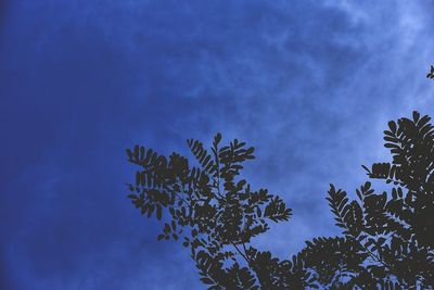 Low angle view of tree against blue sky