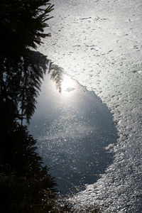 Reflection of trees on wet road in winter