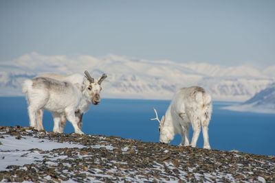 Reindeers standing on field by lake against snowcapped mountains