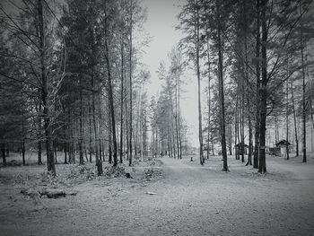 Trees in forest during winter