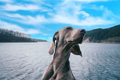 Dog standing in a lake