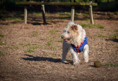 Dog looking away on field