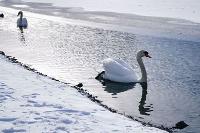 Swan floating on a lake