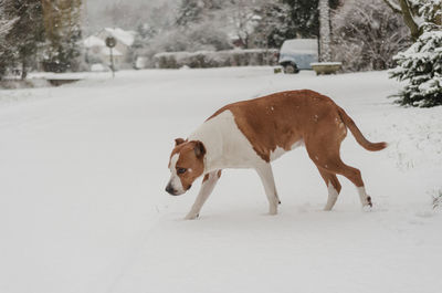 Dog walking in snow during winter