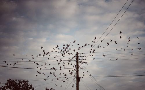 Low angle view of birds flying against sky