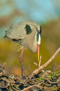Close-up of bird perching on branch