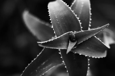 Close-up of succulent plant