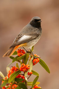 Close-up of bird perching on flower