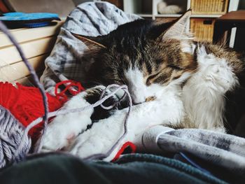 Close-up of cat resting at home