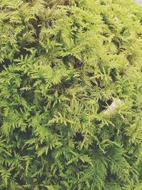 Full frame shot of fresh green plants