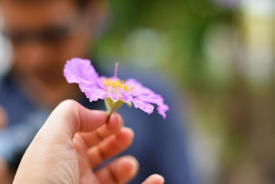 Close-up of hand holding purple flowering plant