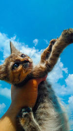 Close-up portrait of a cat