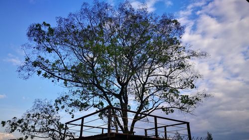 Low angle view of tree against sky