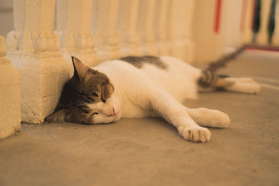 Close-up of a cat sleeping on floor