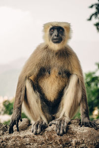 Langur monkey sitting in concrete fence