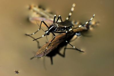 Close-up of insect