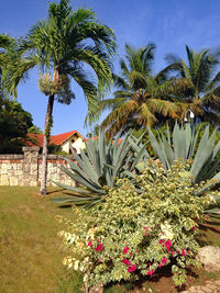 Palm trees and plants growing on field against sky