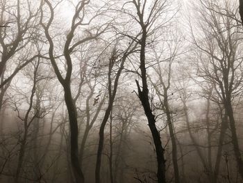 Bare trees in forest during winter