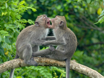 Monkeys sitting on branch against trees