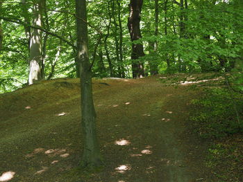 Plants growing on tree trunk