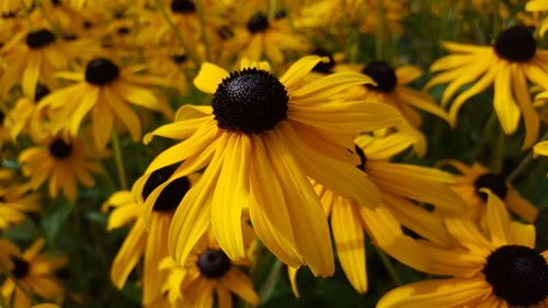 Close-up of sunflowers blooming outdoors