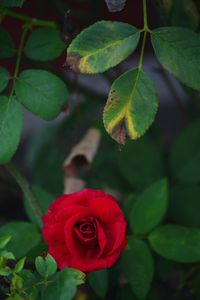 Red rose flower with leaves 