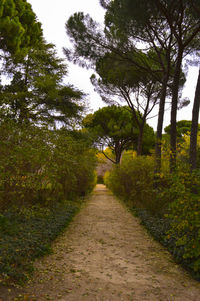 Footpath passing through forest