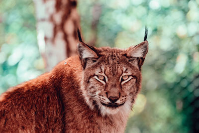 Close-up portrait of a cat