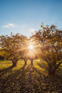 Sunlight streaming through trees during autumn