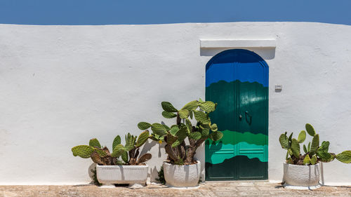 Potted plants against wall and building