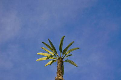 Low angle view of plant against blue sky