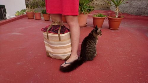 Low section of cat by potted plant