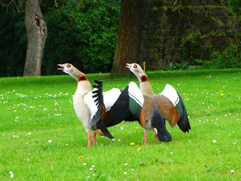 Birds on field against trees