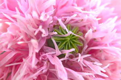 Pink fluffy bushy flower blossom petals with a green stamp center shows the beauty of nature