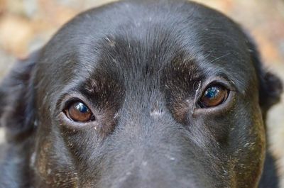 Close-up portrait of black labrador