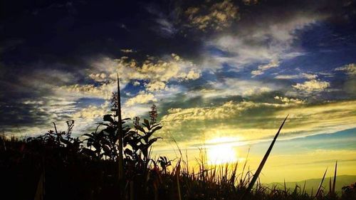 Silhouette plants on field against dramatic sky during sunset