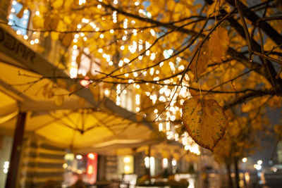 Low angle view of illuminated tree at night