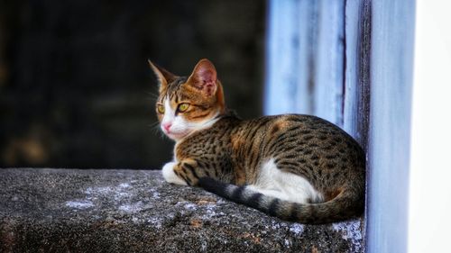 Portrait of cat looking away